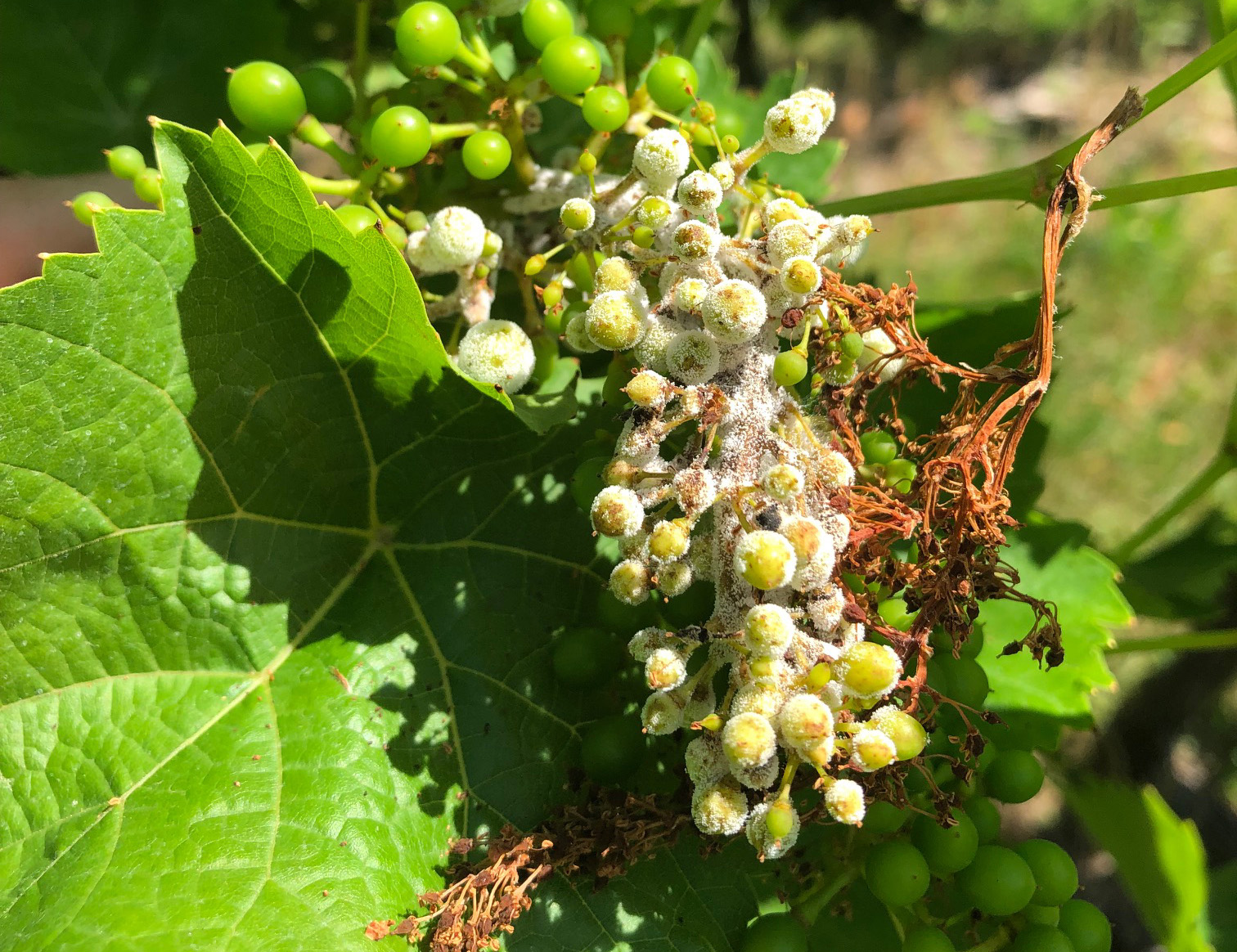 Michigan Grape Scouting Report – June 10, 2020 - Grapes